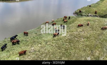 Vue aérienne d'un troupeau de bovins qui paissent sur une herbe verte luxuriante le long des rives d'une rivière calme à Bloemfontein, État libre, Afrique du Sud. Banque D'Images