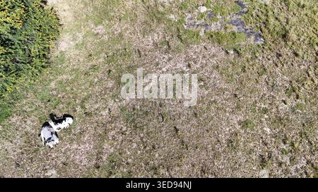 Vue aérienne de deux vaches reposant sur un champ herbeux avec un buisson vert sous la lumière du soleil Bloemfontein, Free State, Afrique du Sud. Banque D'Images