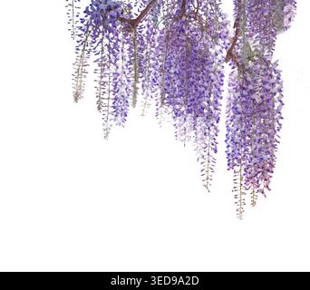 Grappes de fleurs de wisteria isolées sur blanc avec chemin de détourage inclus, un cadre ou une bordure pour la conception graphique et un espace de copie Banque D'Images