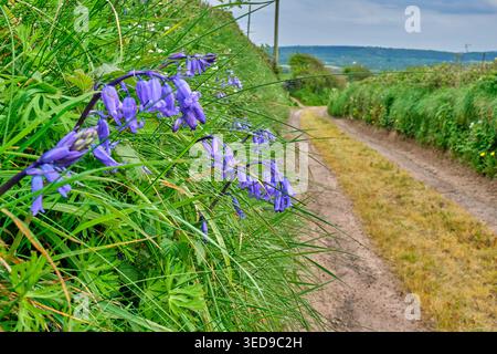 Bluebells sur le Wales Coast Path près de Kidwelly, Carmarthenshire Banque D'Images
