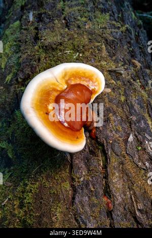 Gros plan sur les espèces de champignons polypores Ganoderma (Reishi) poussant sur le tronc d'arbre tombé - Pisgah National Forest, Brevard, Caroline du Nord, États-Unis Banque D'Images