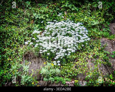 Beaucoup de fleurs blanches sur le paysage printanier du mur Banque D'Images