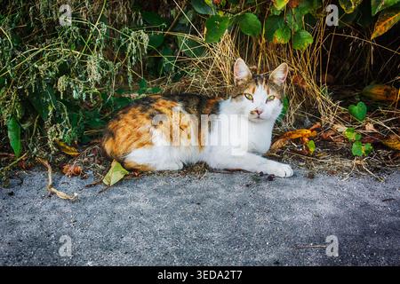 Un chat sauvage multicolore se trouve sur l'asphalte de l'herbe Banque D'Images