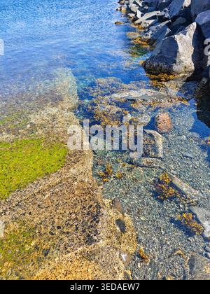 Sitka, États-Unis - 3 août 2024 : des eaux claires révèlent des roches submergées et de la croissance marine près de la côte à Sitka, en Alaska. Rivage peu profond et rocheux Banque D'Images
