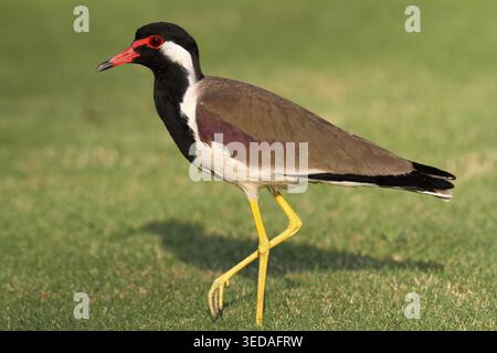 Gaufrage du pain rouge, Vanellus indicus indicus, recherche de nourriture, marche sur la pelouse, vue de côté, un oiseau, animal entier, forme nominative, Charadriidae, Vanellina Banque D'Images