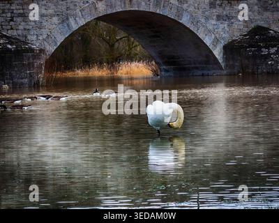 Swan se nettoyant lui-même au large du paysage estival de la côte Banque D'Images