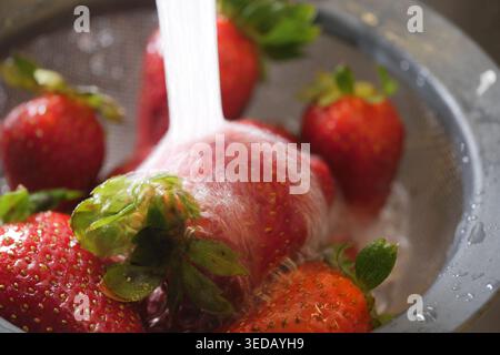 Fraises lavées à l'eau courante dans une cuisine Banque D'Images
