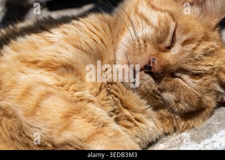Couchage chat rouge Banque D'Images