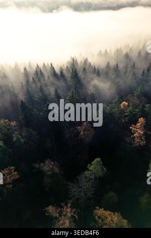 Vue aérienne du parc naturel de Schonbuch avec de denses arbres à feuilles persistantes et automnales enveloppés d'une épaisse brume matinale et de rayons de soleil dorés Bebenhausen, Banque D'Images