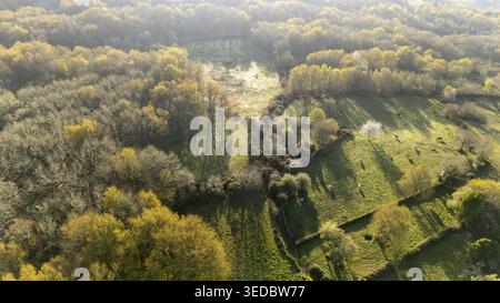 Vue aérienne des pâturages verdoyants et des forêts denses avec des murs de pierre et du bétail de pâturage sous la lumière douce du soleil Galice, Espagne. Banque D'Images