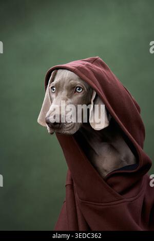 Le chiot porte un sweat à capuche rouge et regarde latéralement dans un portrait stylisé. La tenue et la pose créent une scène ludique. Banque D'Images