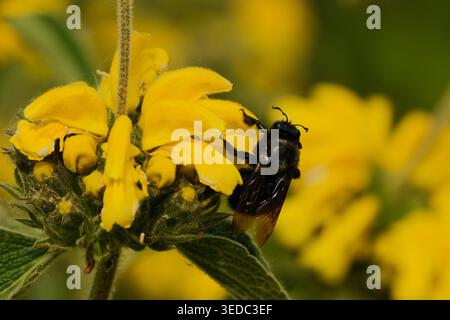 Gros plan d'une grande abeille charpentière noire (Xylocopa violacea) pollinisant une fleur méditerranéenne jaune vif. Banque D'Images