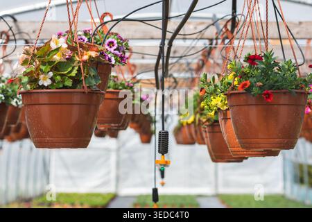 Rangées de plantes à fleurs colorées affichées dans des pots suspendus à l'intérieur d'une serre, prêtes à la vente Banque D'Images