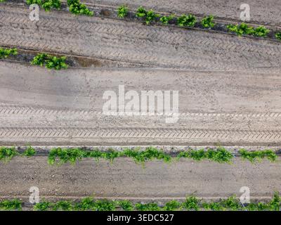 Vue aérienne des rangées de vignes vertes et du sol labouré sec avec des traces de pneus de tracteur distinctes. Banque D'Images