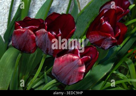 Tulip Ronaldo est une tulipe rouge foncé frappante nommée d'après le joueur de football brésilien Ronaldo Luís Nazário de Lima. C'est un cultivar populaire. Banque D'Images
