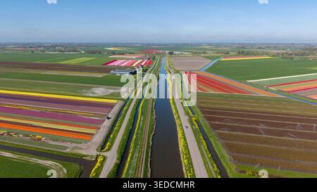 Vue aérienne de rangées vibrantes de champs de tulipes en fleurs de différentes couleurs séparées par un long canal et une route pavée pays-Bas. Banque D'Images