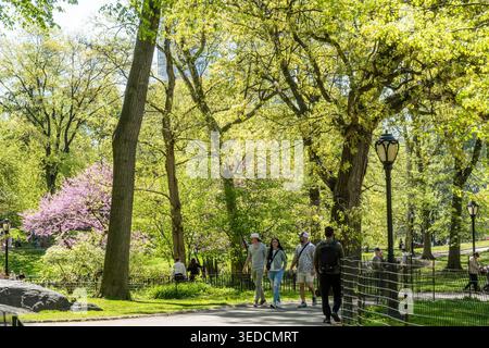 Les visiteurs marchent et apprécient les arbres florissants du printemps à Central Park, 2026, New York City, États-Unis Banque D'Images