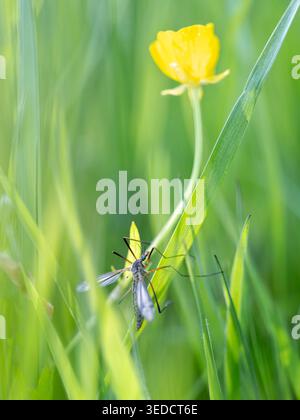 la mouche de la grue se cache dans l'herbe près de la fleur jaune de la tasse de beurre Banque D'Images