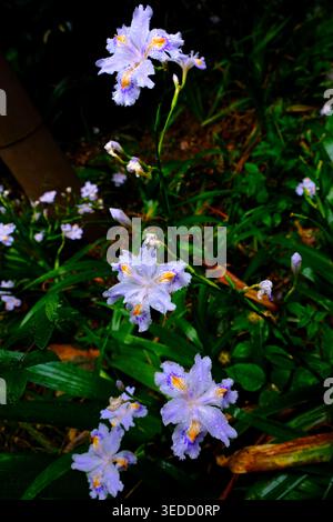 Bush de superbe iris japnica en fleurs et bourgeons couverts de rosée, fleur violette, bleue et jaune avec goutte de pluie, fleur japonaise élégante Banque D'Images