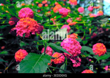 Arbustes Lantana camara avec trois grappes colorées, fleurs roses et jaunes sud-américaines Banque D'Images