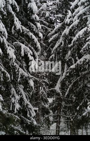 Les arbres à feuilles persistantes couverts de neige créent un paysage hivernal serein avec un chemin étroit visible entre les branches dans une forêt dense Banque D'Images