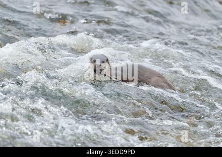 Loutre (Lutra lutra) animal adulte avec anguille européenne (Anguilla Anguilla) récemment capturée dans les rapides de la rivière Teviot, Roxburghshire, Scottish Borders. Banque D'Images