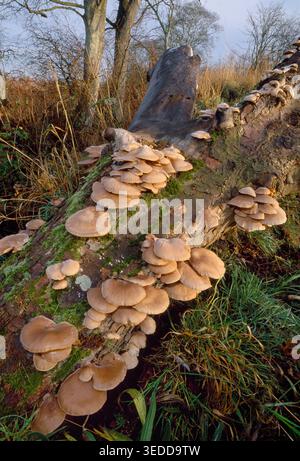 Grappes de champignons à huîtres (Pleurotus ostreatus) poussant sur le tronc de sycomore tombé en décomposition en hiver, Berwickshire, Écosse, décembre Banque D'Images