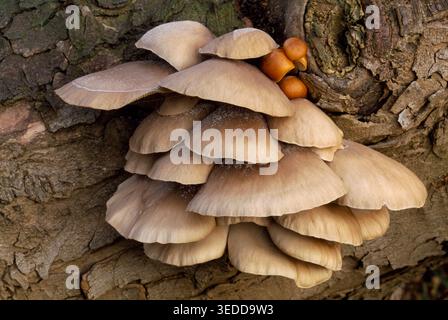 Grappe de champignons à huîtres (Pleurotus ostreatus) poussant sur le tronc de sycomore tombé en décomposition en hiver, Berwickshire, Écosse, décembre Banque D'Images