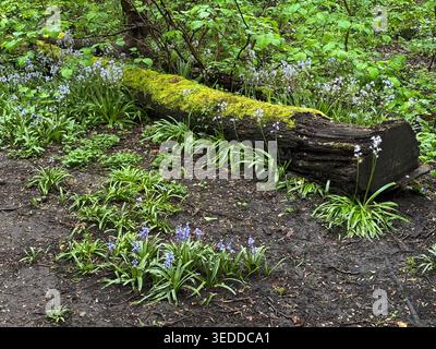 Niché au milieu d'une verdure vibrante, un ancien tronc d'arbre mort se dresse fort, orné de mousse, tandis que de délicats bluebells fleurissent autour de sa base, la célébratine Banque D'Images