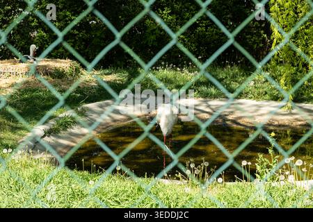 Cigogne blanche gardée en captivité derrière une clôture en treillis métallique. Banque D'Images
