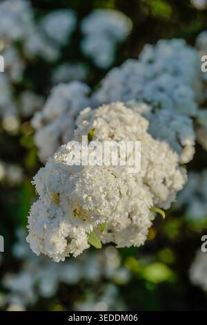 Gros plan d'une fleur blanche de Spiraea cantoniensis sur les branches, fond naturel flou, flore de jardin printanier en plein soleil. Banque D'Images