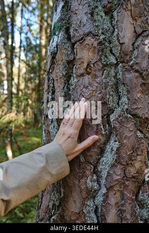 Main de femme dans un manteau beige touchant l'écorce rugueuse d'un vieux pin dans une forêt Banque D'Images