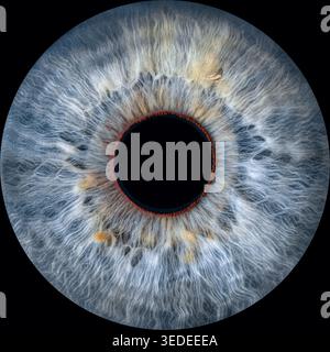 Gros plan de l'iris de l'œil humain sur fond noir, macro photographie Banque D'Images