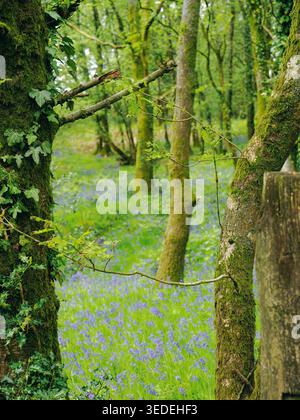 Scène boisée montrant un tapis vibrant de bluebells couvrant le sol de la forêt, avec des arbres couverts de mousse verte luxuriante et du lierre créant un guichet de printemps frais Banque D'Images