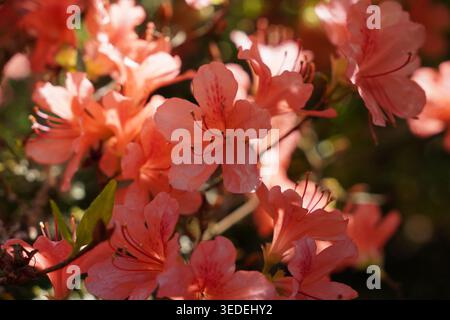fond floral de fleurs d'azalée rose. floraison printanière dans le jardin Banque D'Images