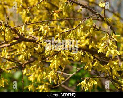 Gros plan de fleurs de forsythia jaune vif fleurissant sur les branches au printemps. Banque D'Images
