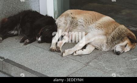 Photo horizontale de deux grands chiens errants dormant paisiblement côte à côte sur un trottoir de pierre Banque D'Images