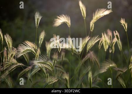 Plan moyen représentant plusieurs épis d'orge sauvage (Hordeum murinum) alors qu'ils se balancent dans la brise. La lumière de fin d'après-midi à angle bas frappe les auvent de Banque D'Images