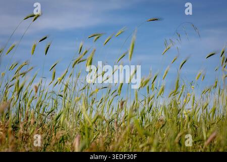 Plan moyen montrant un groupe dense d'épis d'orge sauvage (Hordeum murinum) en pleine vigueur végétative. Les plantes se distinguent clairement contre un profond, unifo Banque D'Images