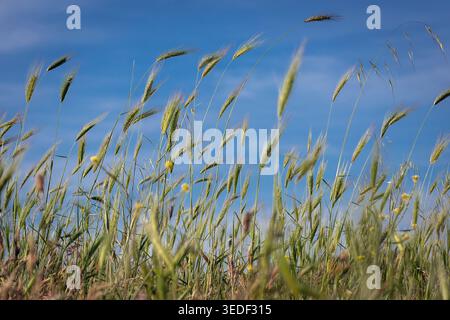 Plan moyen montrant un groupe dense d'épis d'orge sauvage (Hordeum murinum) en pleine vigueur végétative. Les plantes se distinguent clairement contre un profond, unifo Banque D'Images