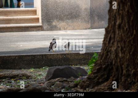 Deux petits oiseaux se tiennent sur un trottoir près d'un tronc d'arbre, créant une scène sereine dans la nature. La lumière du soleil projette de douces ombres, soulignant leur fonctionnalité Banque D'Images