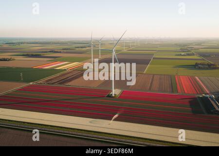 Vue aérienne de champs de tulipes colorés en fleurs avec une rangée de grandes éoliennes s'étendant à travers le paysage plat à Flevoland, Flevoland, Netherlan Banque D'Images