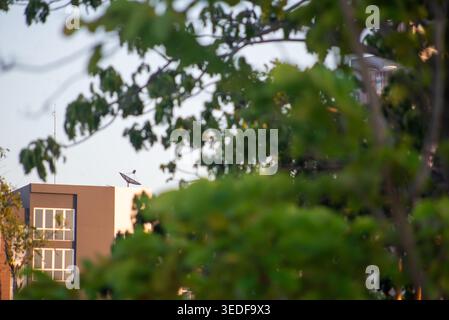 Une scène urbaine sereine avec un oiseau perché au milieu d'une verdure vibrante, avec des bâtiments modernes en arrière-plan sous un ciel clair. Parfait pour la nature Banque D'Images