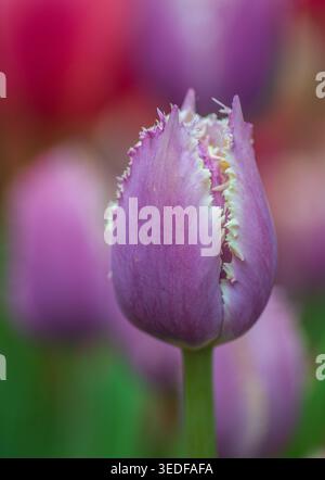 Fleur de tulipe rose violet, tulipe 'Cummins', tulipe frangée, gros plan doux Banque D'Images