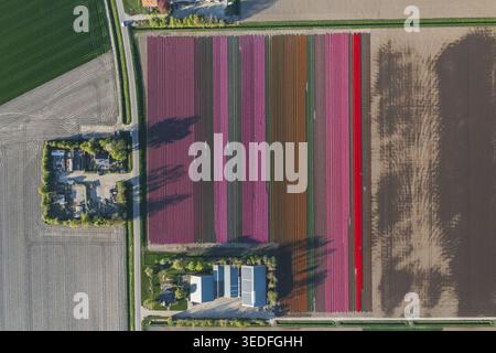 Vue aérienne des champs de tulipes de Flevopolder avec des rangées vibrantes de fleurs violettes, roses et rouges à côté des bâtiments agricoles et des terres agricoles Lelystad, Flev Banque D'Images