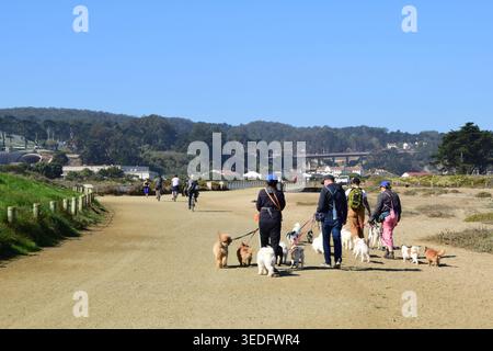 Promeneurs de chiens professionnels menant un grand groupe de divers petits chiens en laisse le long d'un chemin de terre dans un parc côtier ensoleillé. Banque D'Images