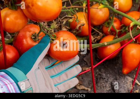 Mycose anthracnose tomate sur tomate mûre. Jardinage végétal, identification des maladies du jardin de tomates et concept de traitement. Banque D'Images