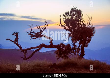Arbre ancien et noueux silhouetté contre un ciel coloré lever de soleil avec des crêtes de montagne superposées et un premier plan herbeux dans les montagnes Simien, Ethiopie Banque D'Images