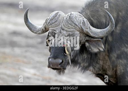 Buffle africain debout dans un paysage sec, un pic rouge à bec perché sur son museau, créant une interaction symbiotique entre le grand mammifère A. Banque D'Images