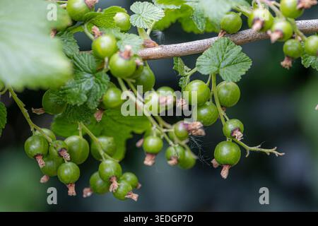 Groseilles vertes non mûres suspendues en grappes sur une branche d'un buisson de Ribes rubrum, se développant dans un jardin d'été, représentant la croissance, la fraîcheur, la nature, un Banque D'Images